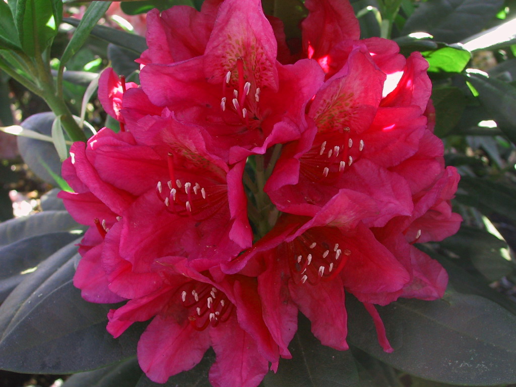 Rhododendron Dr. hc Dresselhuys 01.jpg
